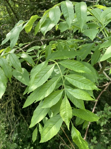 European ash