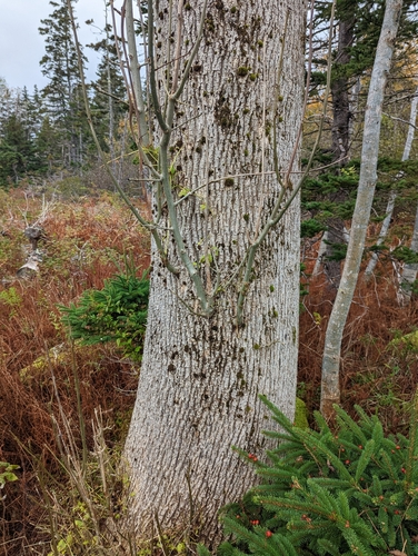 European ash