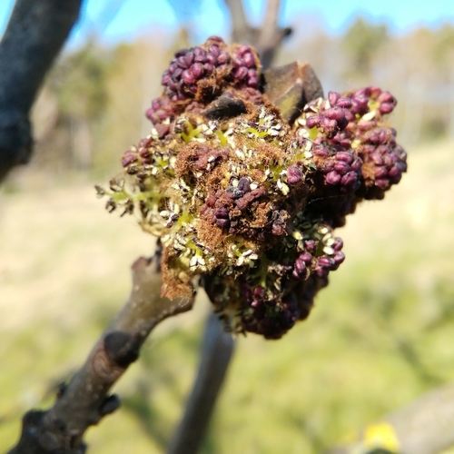 European ash