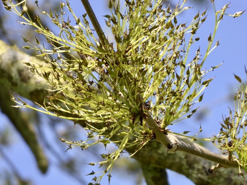 European ash