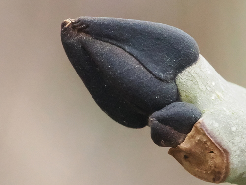 European ash