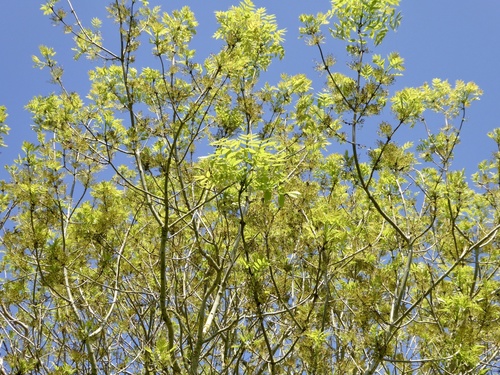 European ash