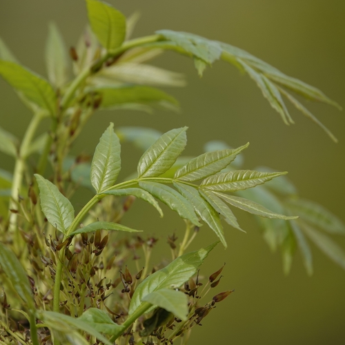 European ash