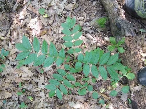 European ash