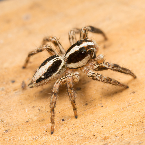 Pantropical Jumping Spider