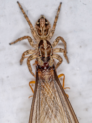 Pantropical Jumping Spider
