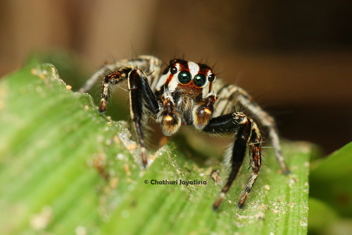 Pantropical Jumping Spider