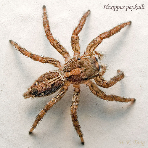 Pantropical Jumping Spider