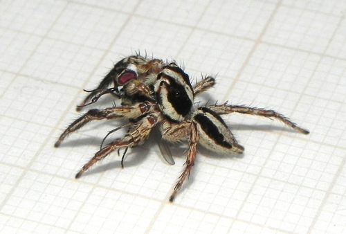 Pantropical Jumping Spider
