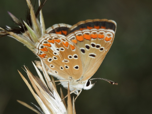 Brown Argus