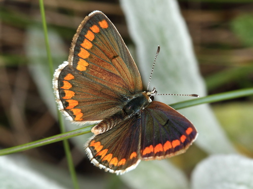 Brown Argus