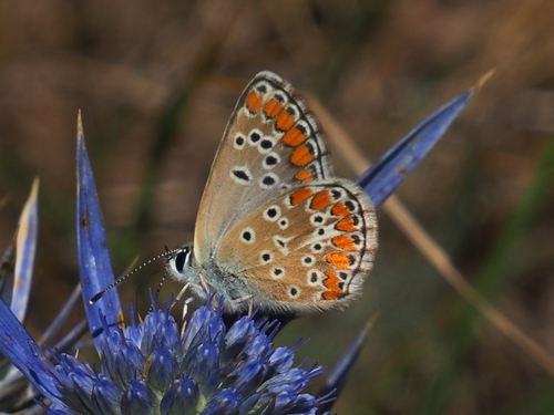 Brown Argus