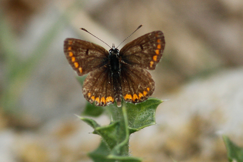 Brown Argus