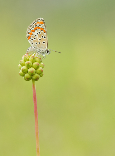 Brown Argus