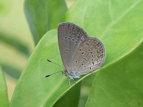 Lesser Grass Blue