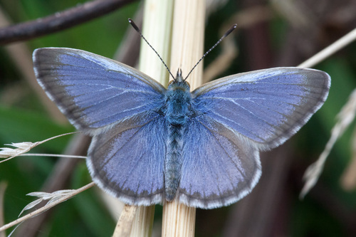 Lesser Grass Blue