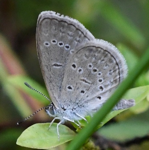 Lesser Grass Blue