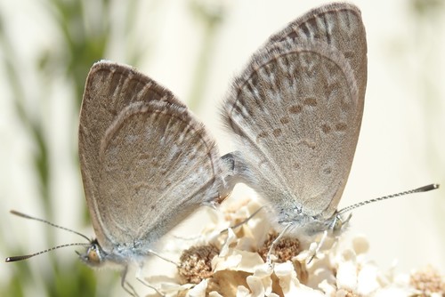 Lesser Grass Blue