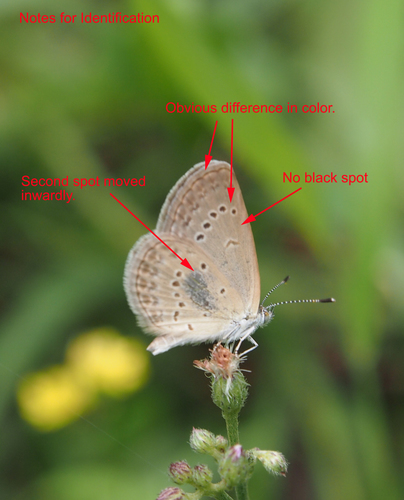 Lesser Grass Blue