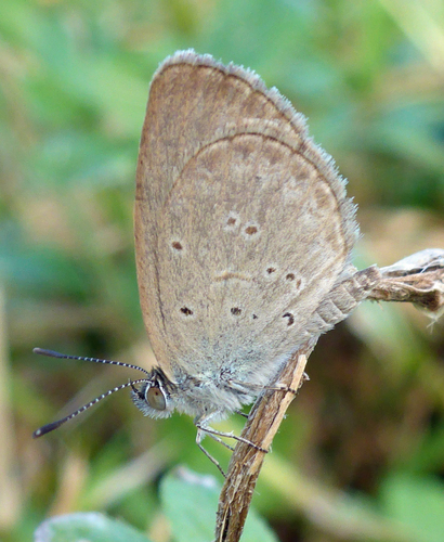 Lesser Grass Blue