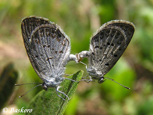 Lesser Grass Blue