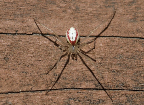 Candy-striped Spider complex