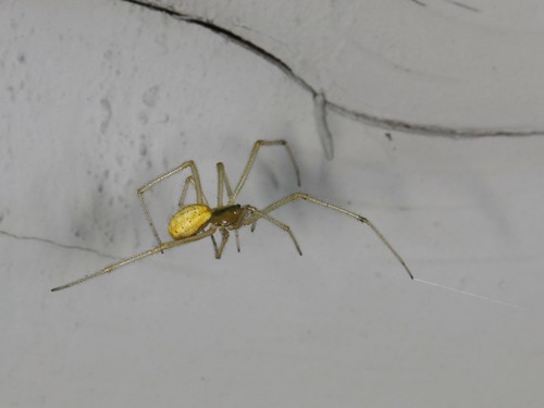 Candy-striped Spider complex