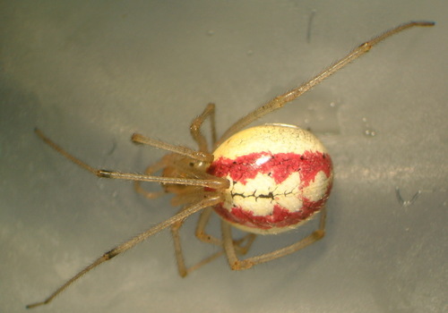 Candy-striped Spider complex