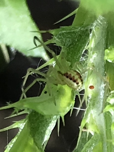 Candy-striped Spider complex