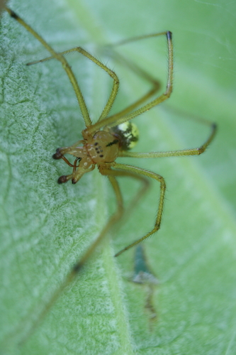 Candy-striped Spider complex