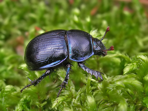 Woodland Dor Beetle