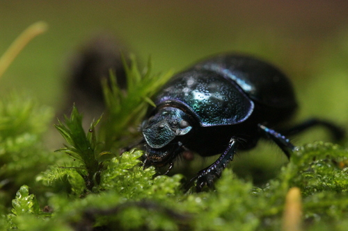 Woodland Dor Beetle