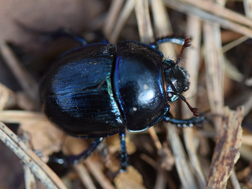Woodland Dor Beetle