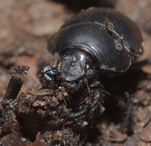 Woodland Dor Beetle