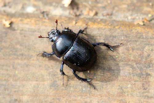 Woodland Dor Beetle