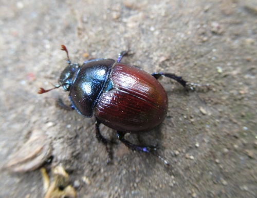 Woodland Dor Beetle