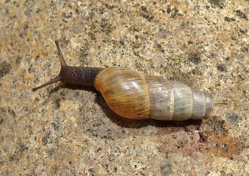 Decollate Snail