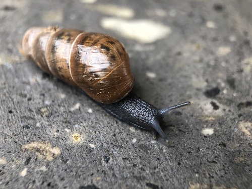 Decollate Snail