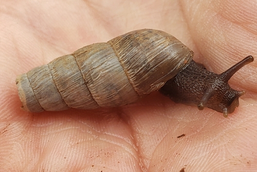 Decollate Snail