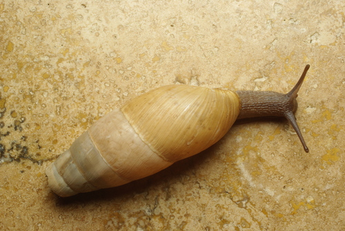 Decollate Snail