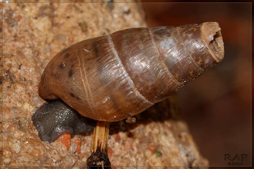 Decollate Snail
