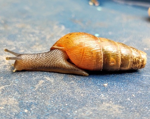 Decollate Snail