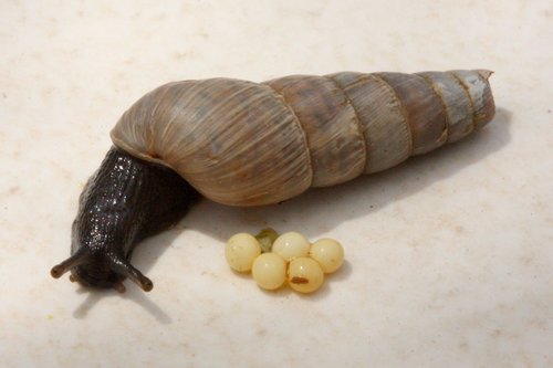 Decollate Snail