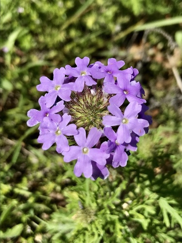 Dakota mock vervain