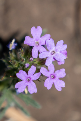 Dakota mock vervain