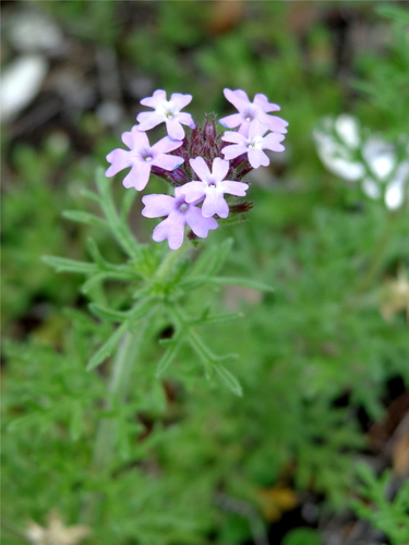 Dakota mock vervain