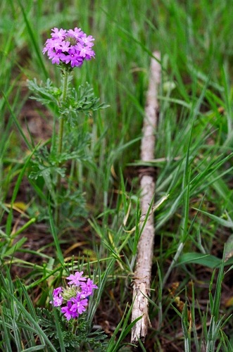 Dakota mock vervain