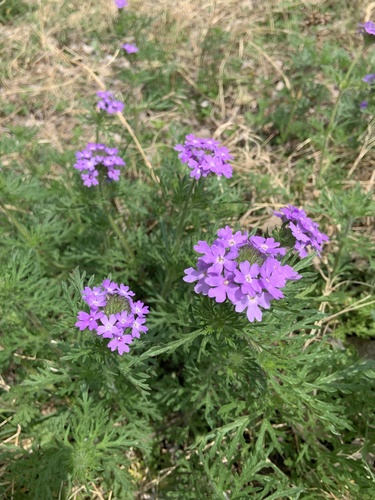 Dakota mock vervain