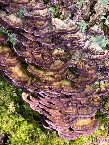 violet-toothed polypore
