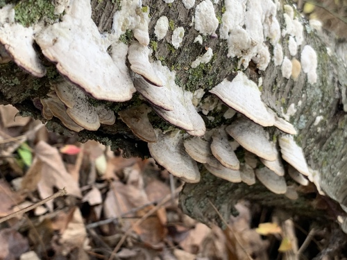 violet-toothed polypore